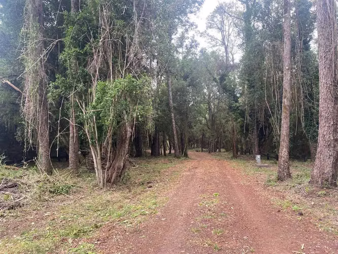 Sitio entre los lagos Maihue y Ranco (180226)