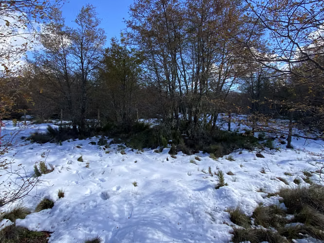 VENTA PARCELA 5000 M2 MALALCAHUELLO - Imagen 10