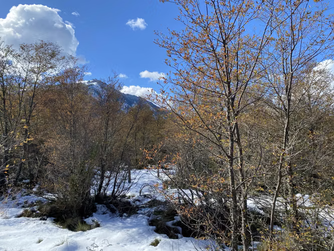 VENTA PARCELA 5000 M2 MALALCAHUELLO - Imagen 8