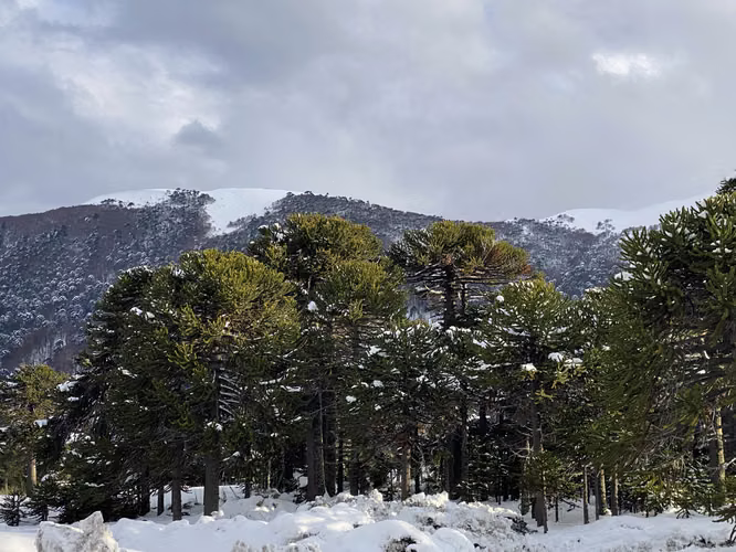 VENTA PARCELA 5000 M2 MALALCAHUELLO - Imagen 11
