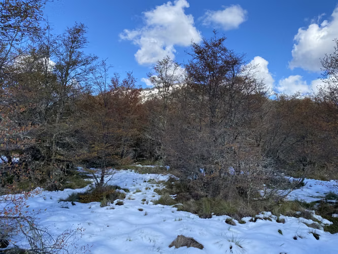 VENTA PARCELA 5000 M2 MALALCAHUELLO - Imagen 9