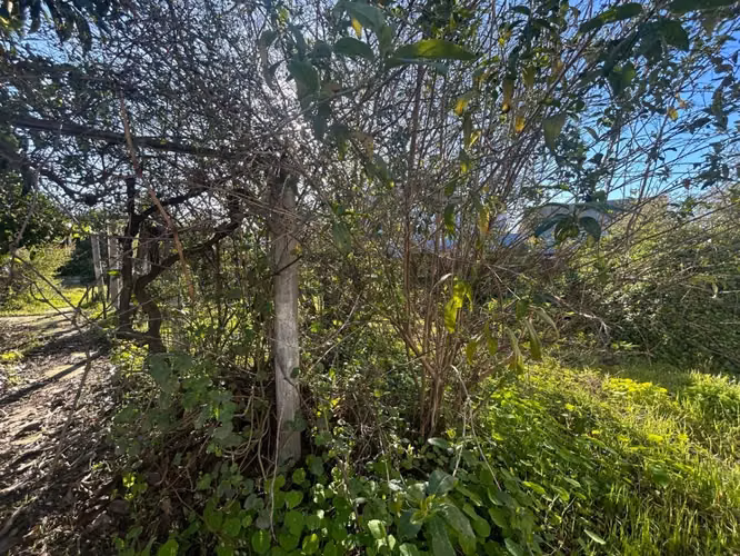 Venta excelente oportunidad terreno en Belloto
