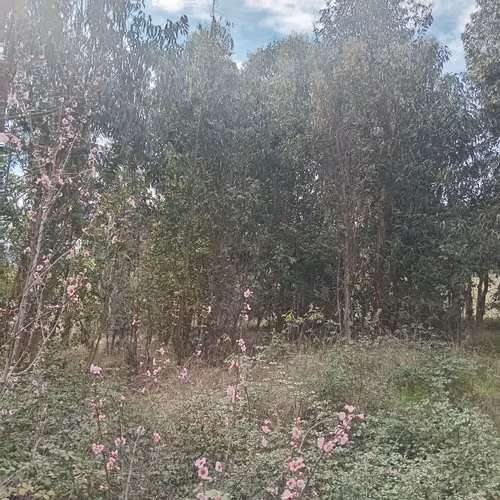 vendo parcela de 5000 mt2 con 3 casas funcionando