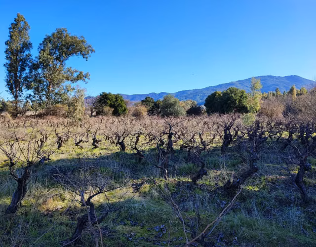 Lindo terreno en San Javier (sector Carrizal)