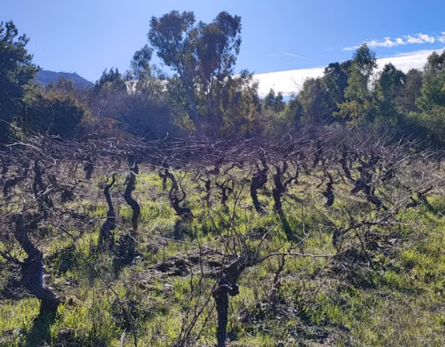 Venta de terreno en San Javier (sector carrizal) - Imagen 6