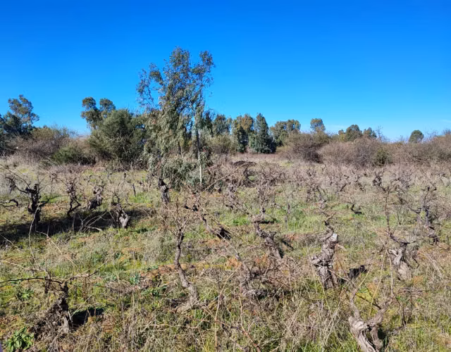 Venta de terreno en San Javier (sector carrizal) - Imagen 4
