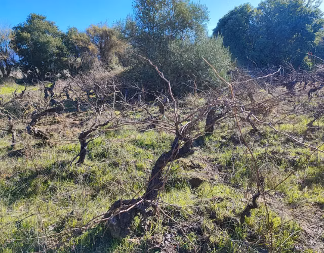 Venta de terreno en San Javier (sector carrizal) - Imagen 5