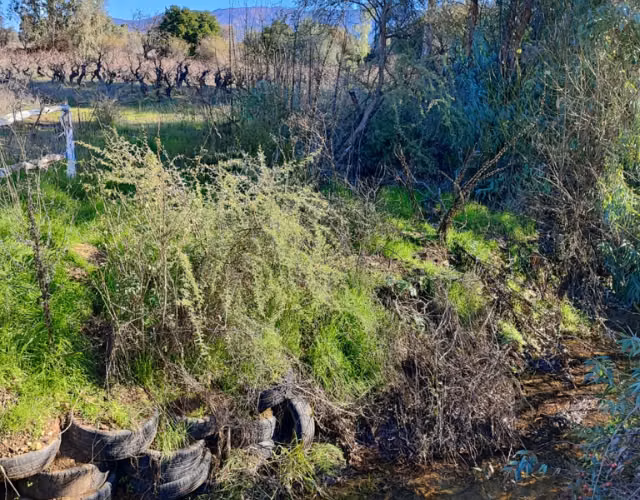 Venta de terreno en San Javier (sector carrizal) - Imagen 7