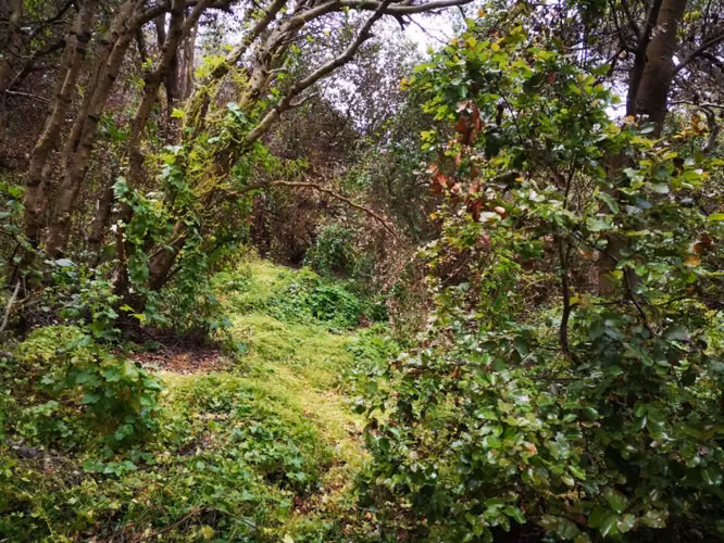 Sitios Santa Rosa de Cachagua