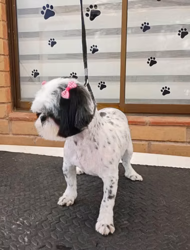 Peluquería canina Violeta