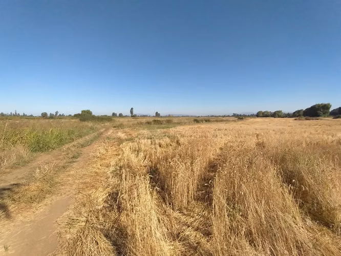 TERRENO AGRÍCOLA EN VENTA, CAMPO DE 60 HA, TENO - Imagen 14