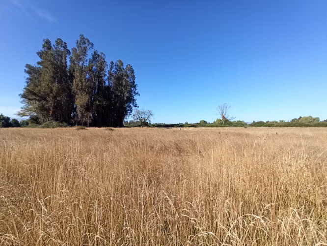 TERRENO AGRÍCOLA EN VENTA, CAMPO DE 60 HA, TENO - Imagen 25