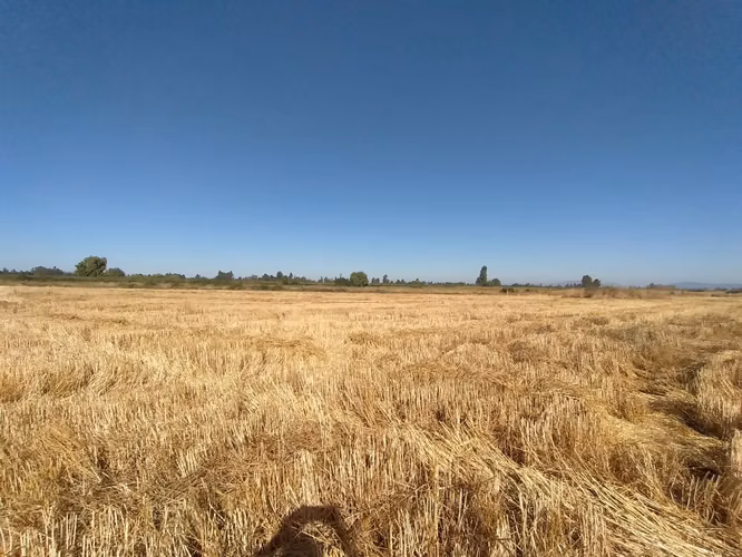 TERRENO AGRÍCOLA EN VENTA, CAMPO DE 60 HA, TENO - Imagen 27
