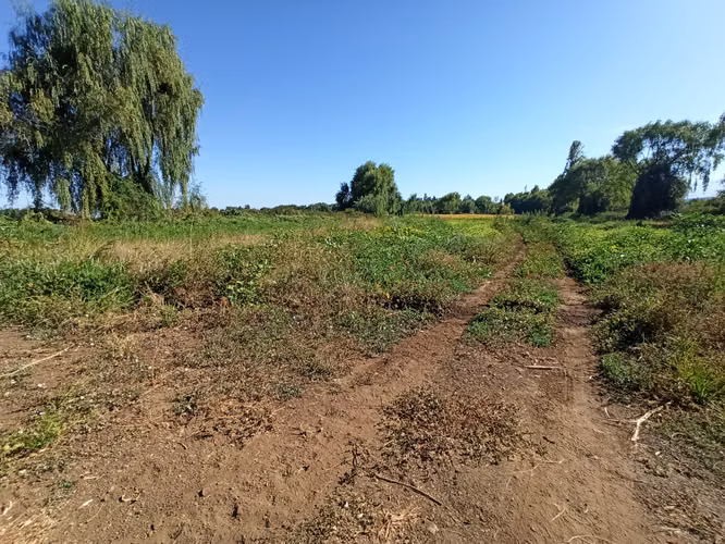 TERRENO AGRÍCOLA EN VENTA, CAMPO DE 60 HA, TENO - Imagen 12