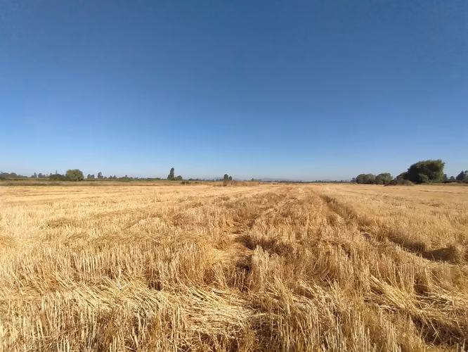 TERRENO AGRÍCOLA EN VENTA, CAMPO DE 60 HA, TENO - Imagen 10
