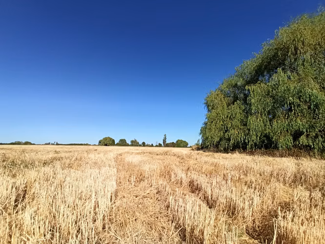 PROPIEDAD AGRÍCOLA EN VENTA, CAMPO DE 60 HA, TENO