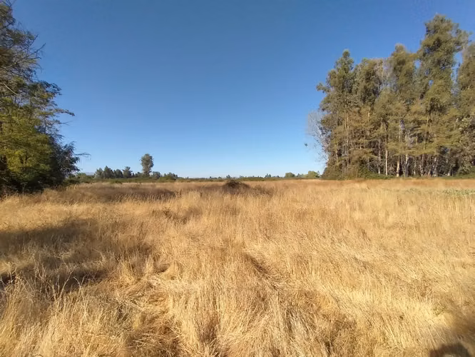 TERRENO AGRÍCOLA EN VENTA, CAMPO DE 60 HA, TENO - Imagen 15