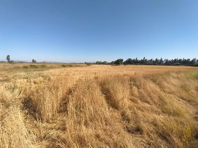 TERRENO AGRÍCOLA EN VENTA, CAMPO DE 60 HA, TENO - Imagen 28