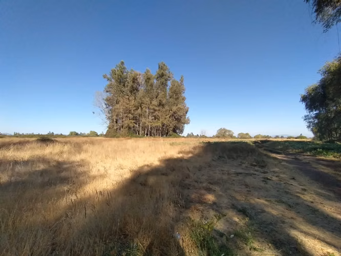 TERRENO AGRÍCOLA EN VENTA, CAMPO DE 60 HA, TENO - Imagen 19
