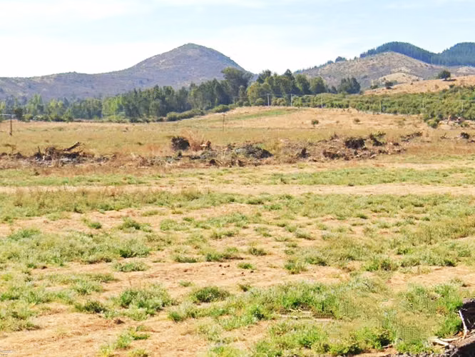 PROPIEAD AGRÍCOLA EN VENTA, CAMPO DE 49 HA, SAN JAVIER