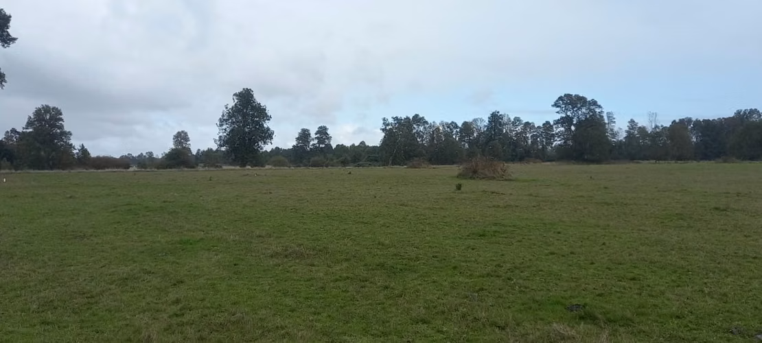 PARCELA AGRÍCOLA DE 4,7 HA EN PURRANQUE-FRUTILLAR