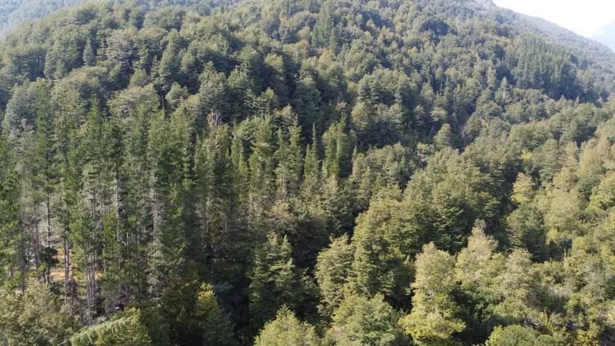 VENTA CAMPO FORESTAL, 2968 HA, QUILACO, BIO BIO, MITIGACION