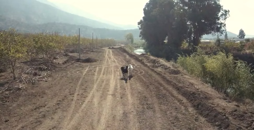 LOTES DE 5000M2-PUNTA DE CORTES- RANCAGUA