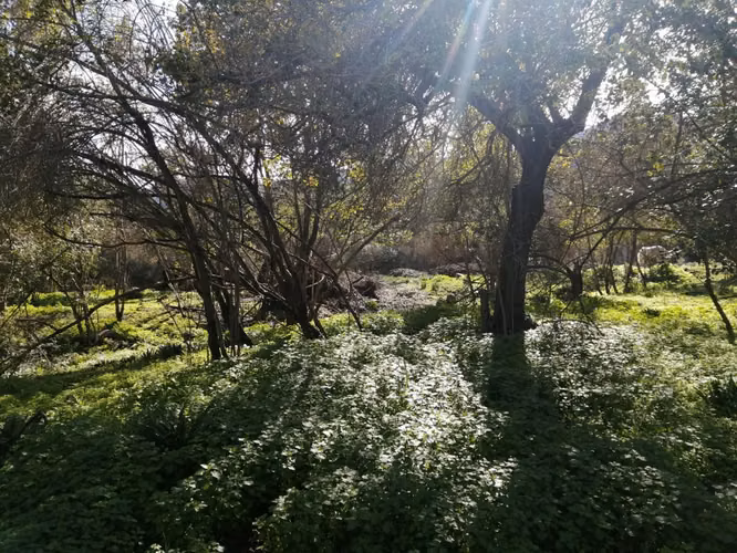 Venta Terreno Olmué - Imagen 15