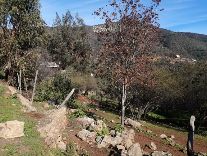 Venta Terreno Olmué - Imagen 11