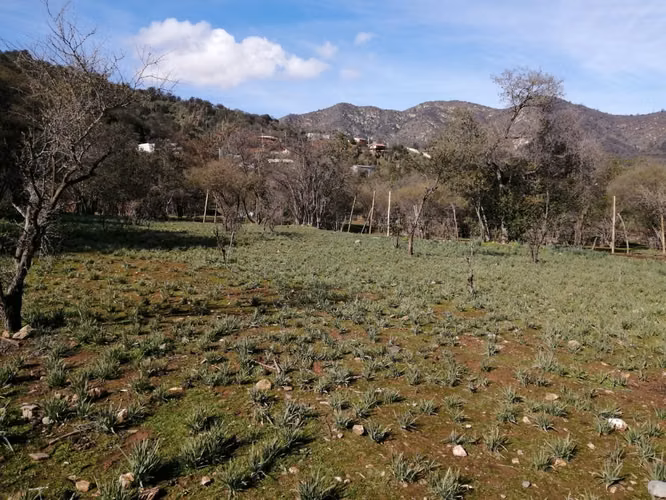 Venta Terreno Olmué - Imagen 7