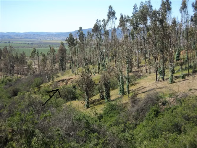 Parcela en venta en Hualañe - Imagen 36