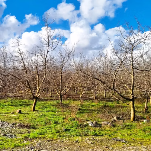 VENDO CAMPO DE 500 HECTAREAS