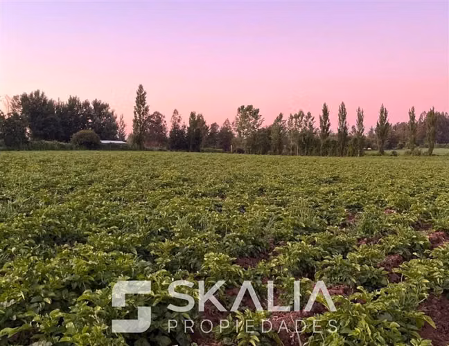 Parcelas 5.000 m2 venta 27 millones Quiriquina, San Ignacio. - Imagen 3