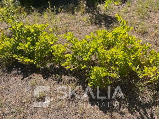 Venta Parcela 2.700 m2 sector Lucay a 45 Km de Concepcion.