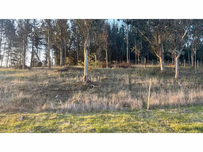 EXCLUSIVA OFERTA POR TIEMPO LIMITADO!! PARCELA DE 6.400 M2  CON CABAÑA - Imagen 15