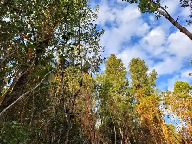 PARCELA DE 5138 M2 EN PICHIHUAPE ALTO VALDIVIA