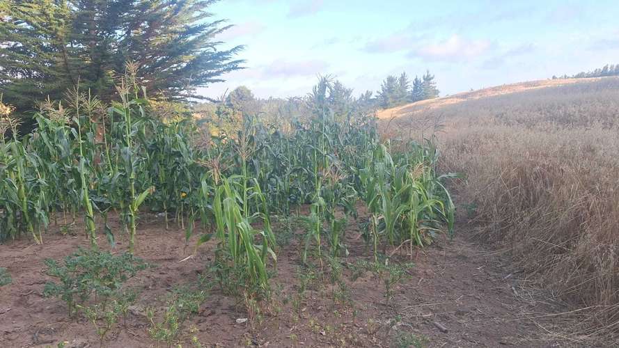 Espectacular Parcela de 53 héctares (181108)