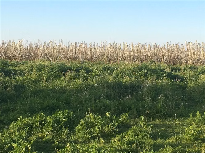 Parcela en venta en Curicó Fundo Los Castaños