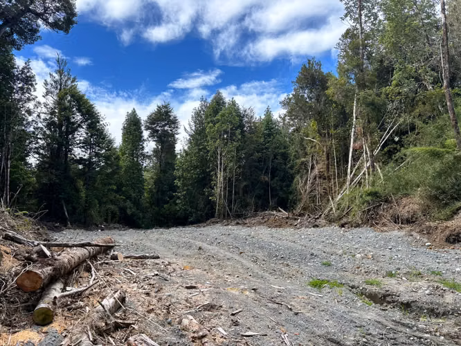 PARCELA 5000 M2 PLANA CON BOSQUE NATIVO / EL QUILAR ANCUD - Imagen 5