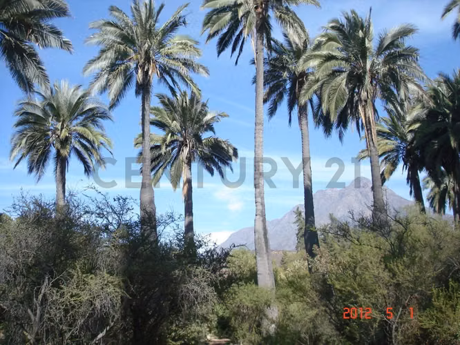 Parcela en Oasis de La Campana – Sector Los Trigales - Imagen 5