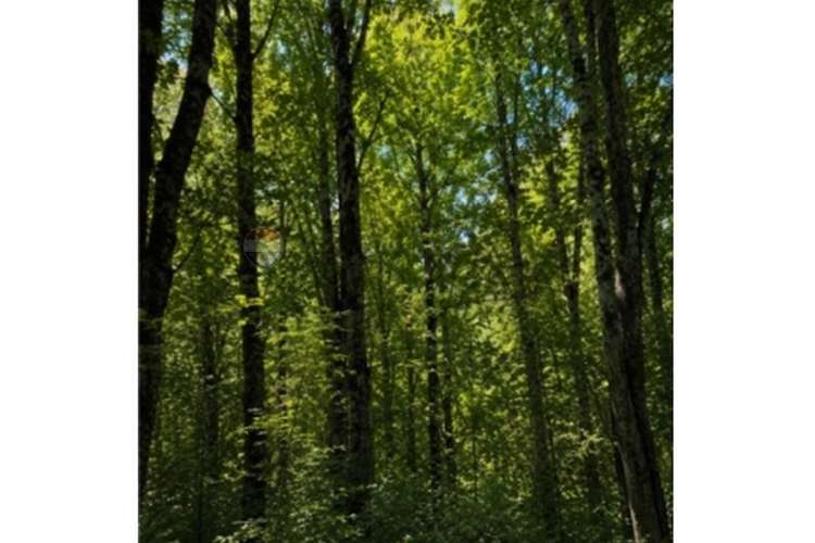 Reserva ecológica huilo huilo sueño de  10.000m²