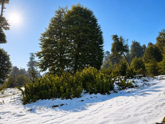 PARADISIACO CAMPO DE 109,5 HECTAREAS LOTEADO