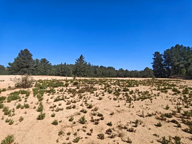 TERRENO 1 HECTAREA EN LOS PINOS REÑACA