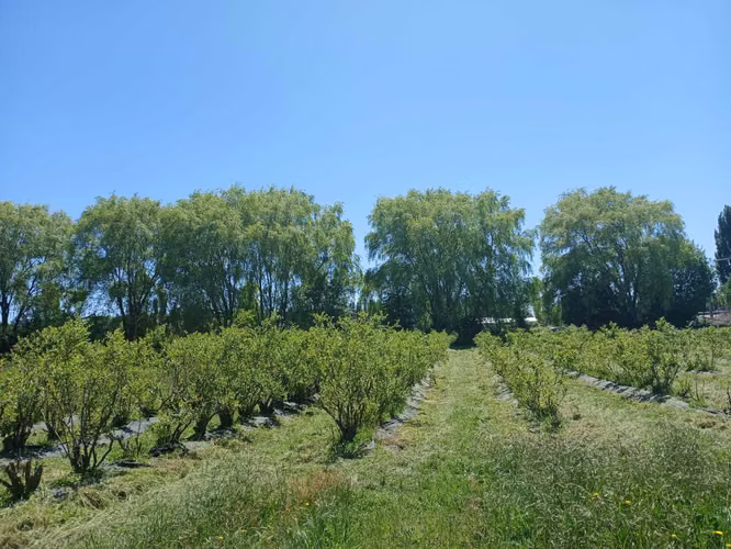 Campo de Arándanos organicos (181463)