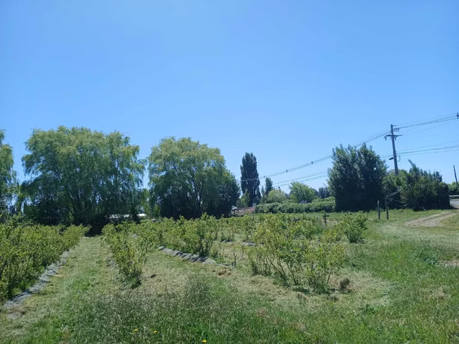 Campo de Arándanos organicos (181463)