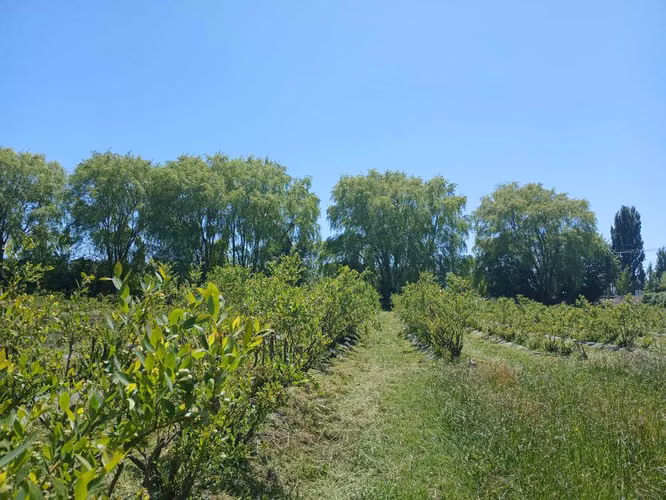 Campo de Arándanos organicos (181463)