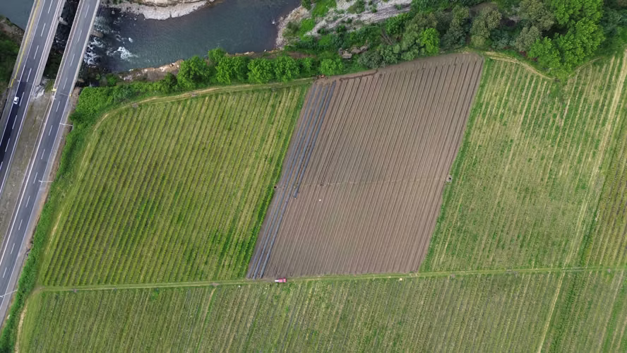 Campo de Arándanos organicos (181463)