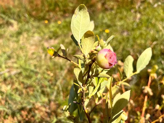 Campo de Arándanos organicos (181463)