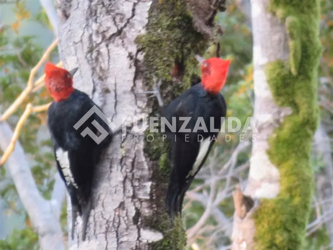 Venta Parcelas en Carretera Austral Zona El Amarillo CHAITEN