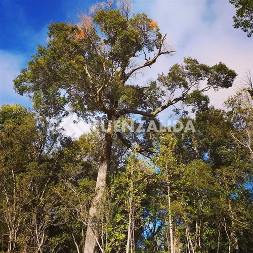 Venta Parcelas en Carretera Austral Zona El Amarillo CHAITEN